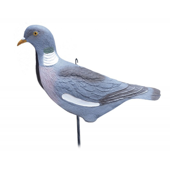 Balabán Wood Pigeon holub hřivňák