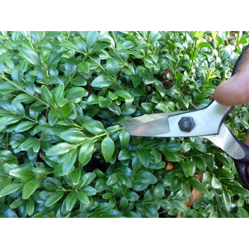 Zahradní nůžky na bonsaje Okatsune 203 2
