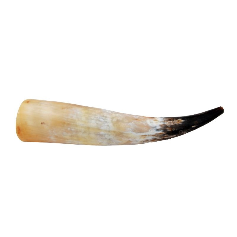 Řevnice z volského rohu 60 - 65 cm